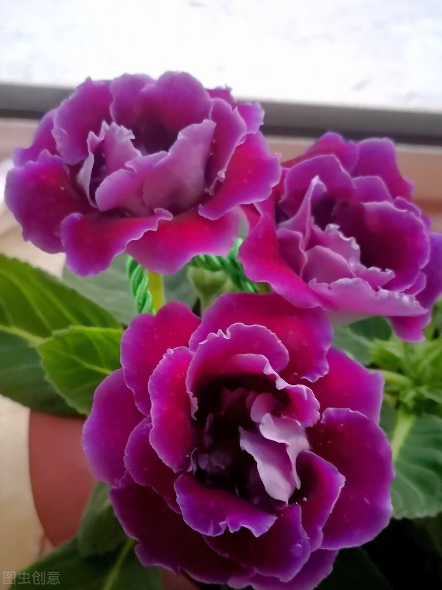 一花一世界一叶一花一菩提,春天来了一花一世界一叶一菩提