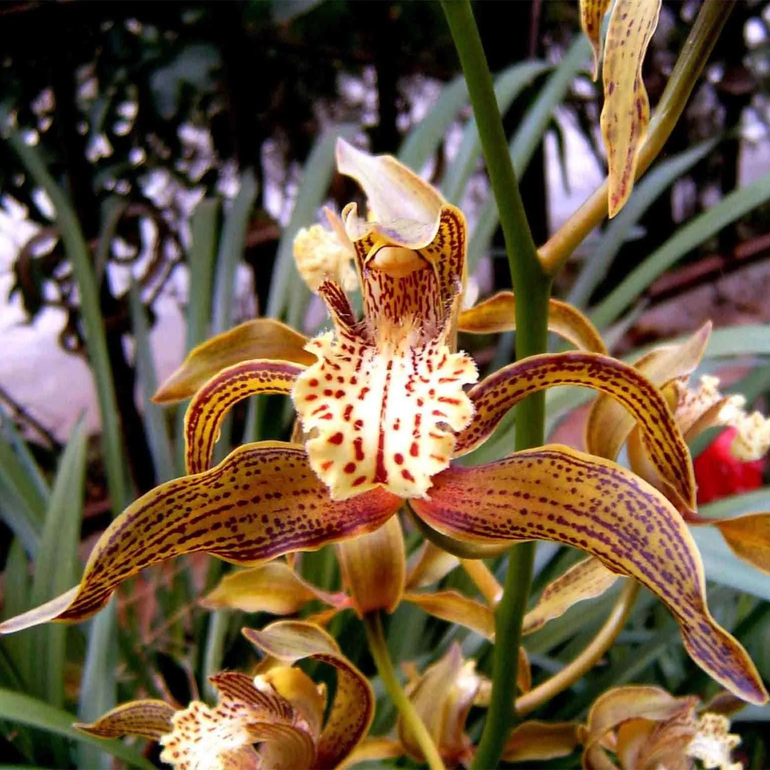 兰花品种大全四川,兰花品种鉴别方法