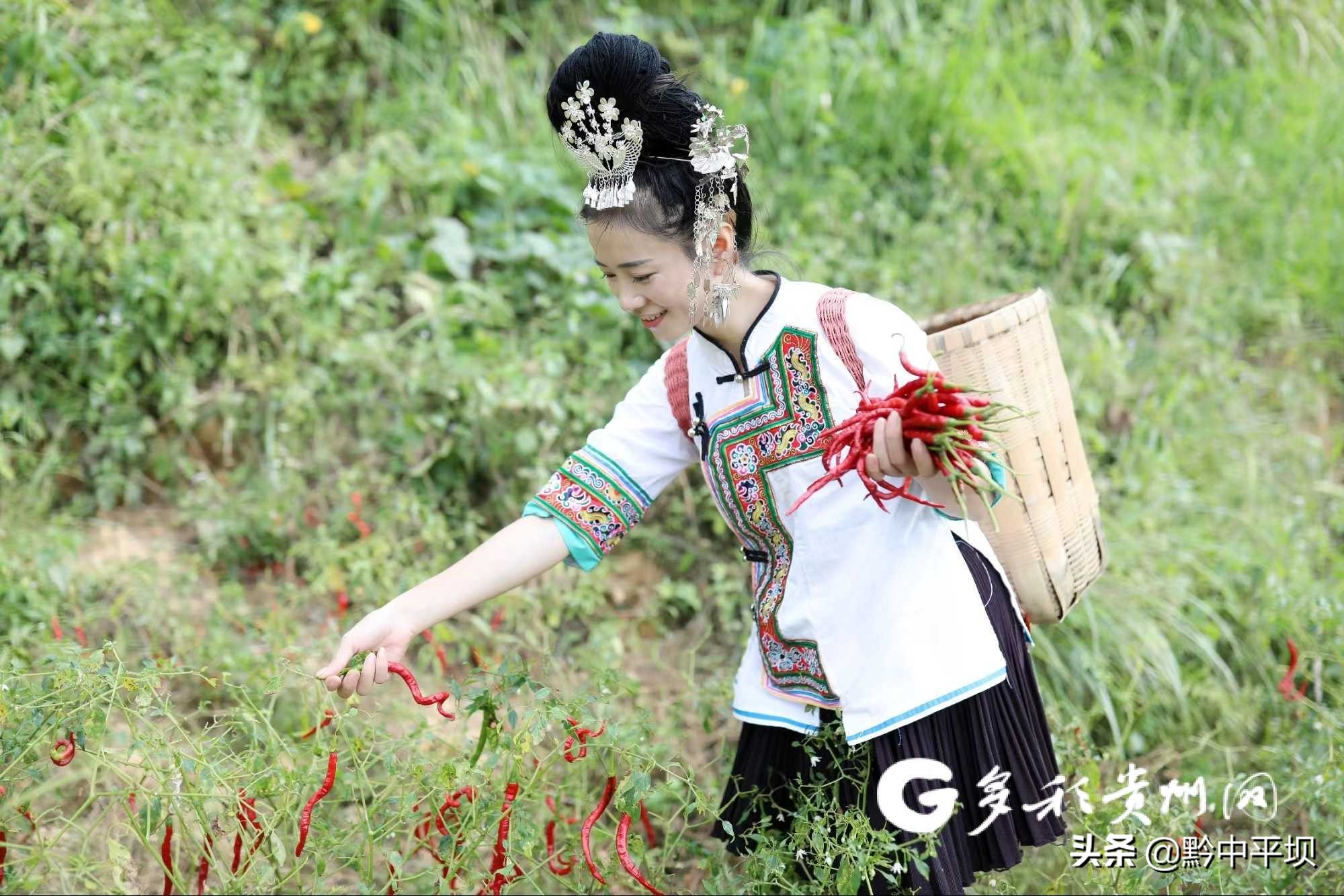 黎平县大学生90后返乡创业,侗族大歌大学生