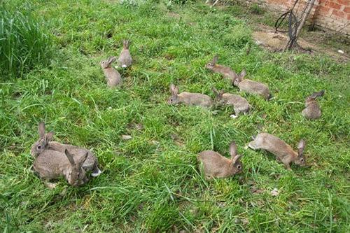 怎么养兔子兔子才能活得更久,养兔子能赚钱吗风险大吗行情好吗