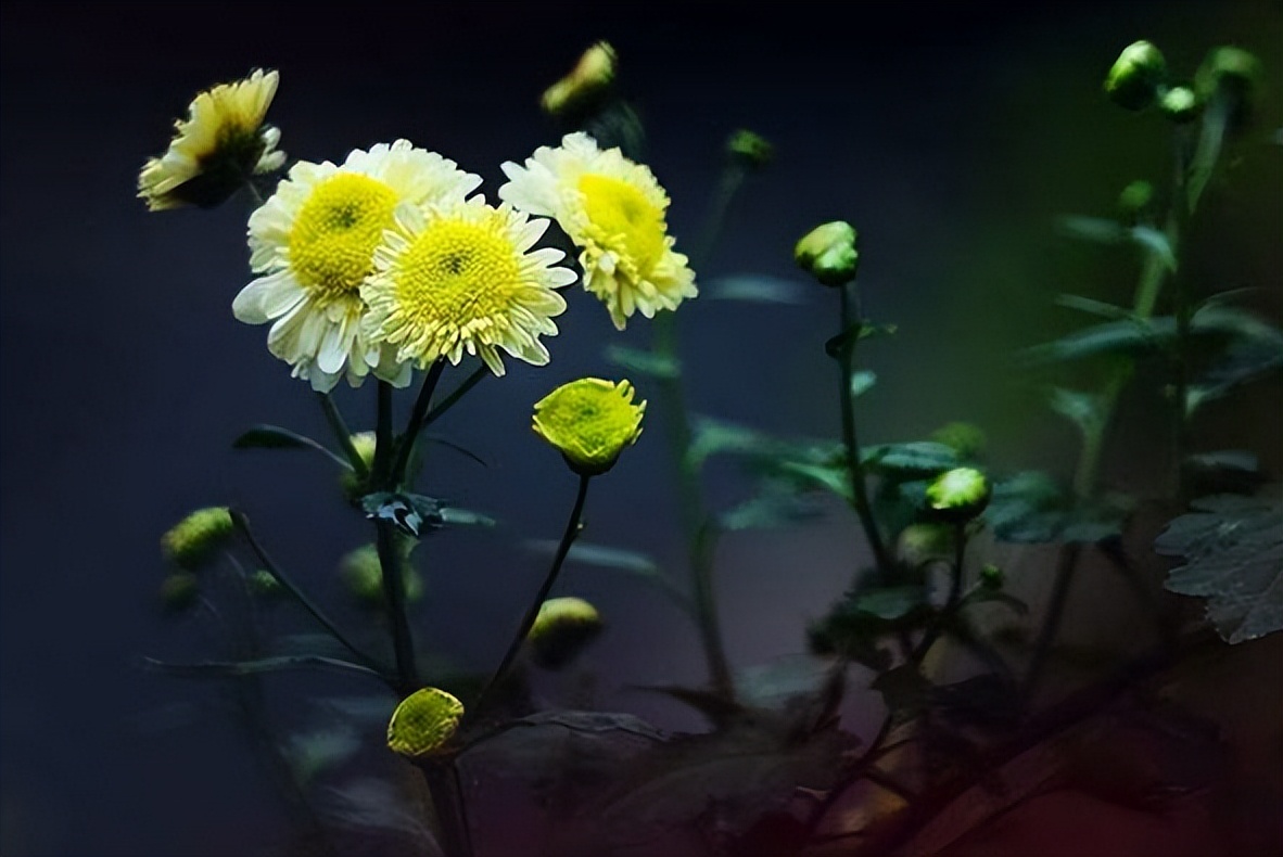 五首最美秋雨诗词 (秋天秋雨诗词)