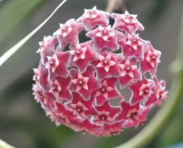 球兰花盛开瞬间,球兰花开完整版