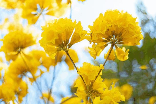 四种宝石图片大全,各种宝石黄色