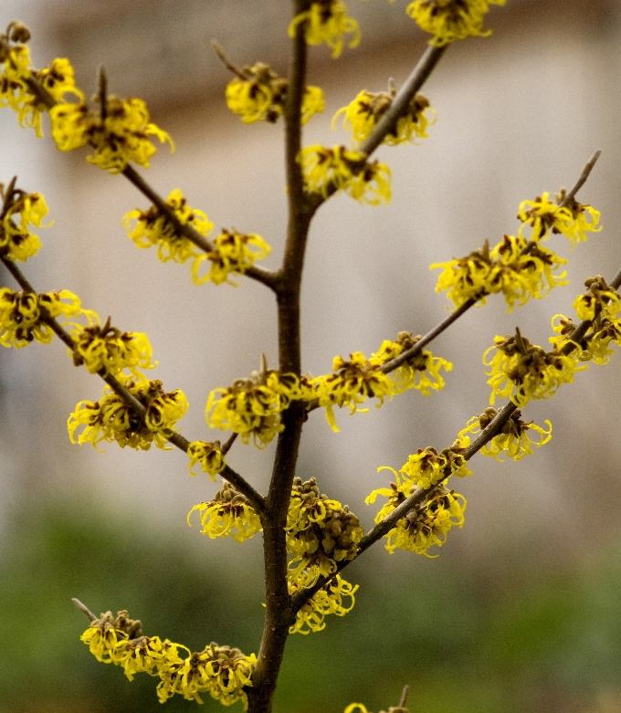 金缕梅属于名贵花卉吗,金缕梅与北美金缕梅区别