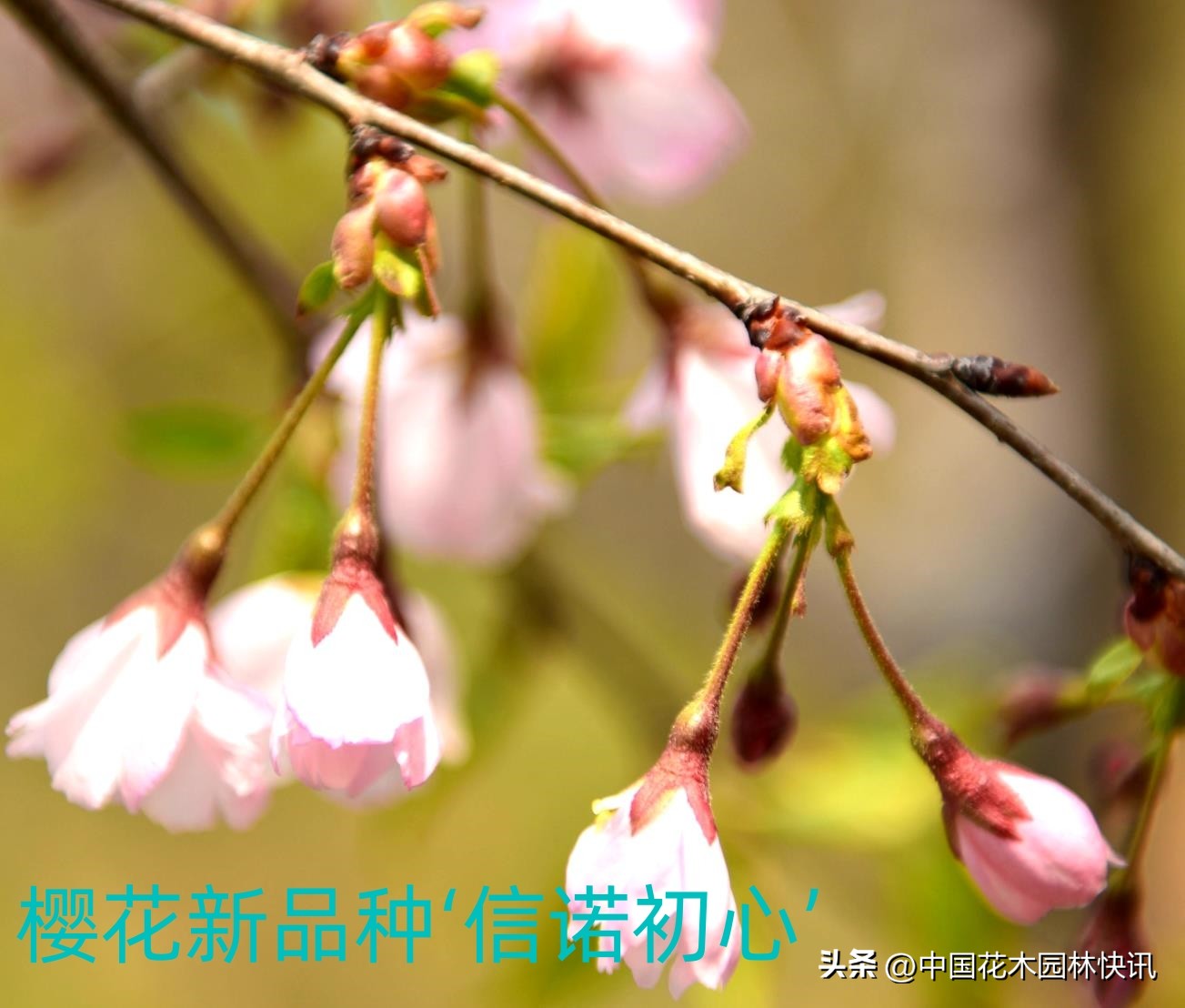 青岛樱桃谷樱花,青岛大崂樱花谷单樱