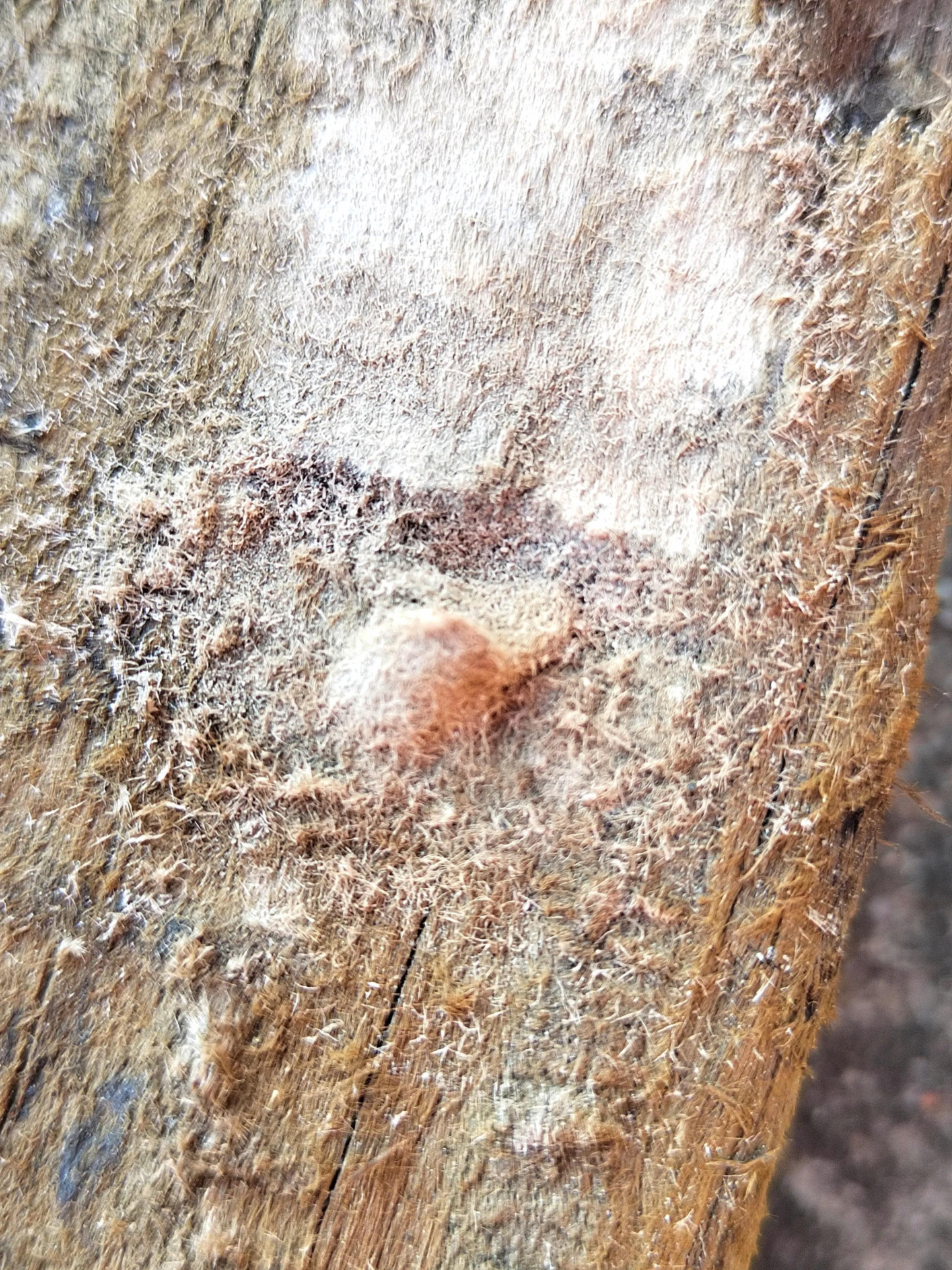 海南霸王岭白奇楠,海南白奇楠和紫奇楠