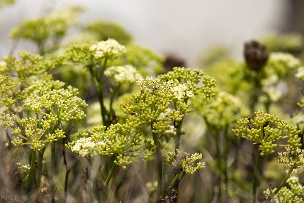 专治中风半身不遂中药,半身不遂中风康复良药
