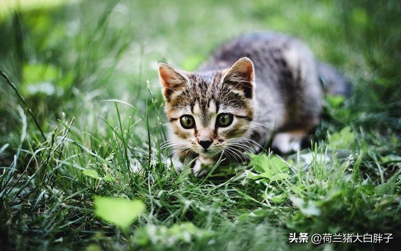 中国国际航空托运猫咪价格 (航空托运猫咪到家后注意事项)