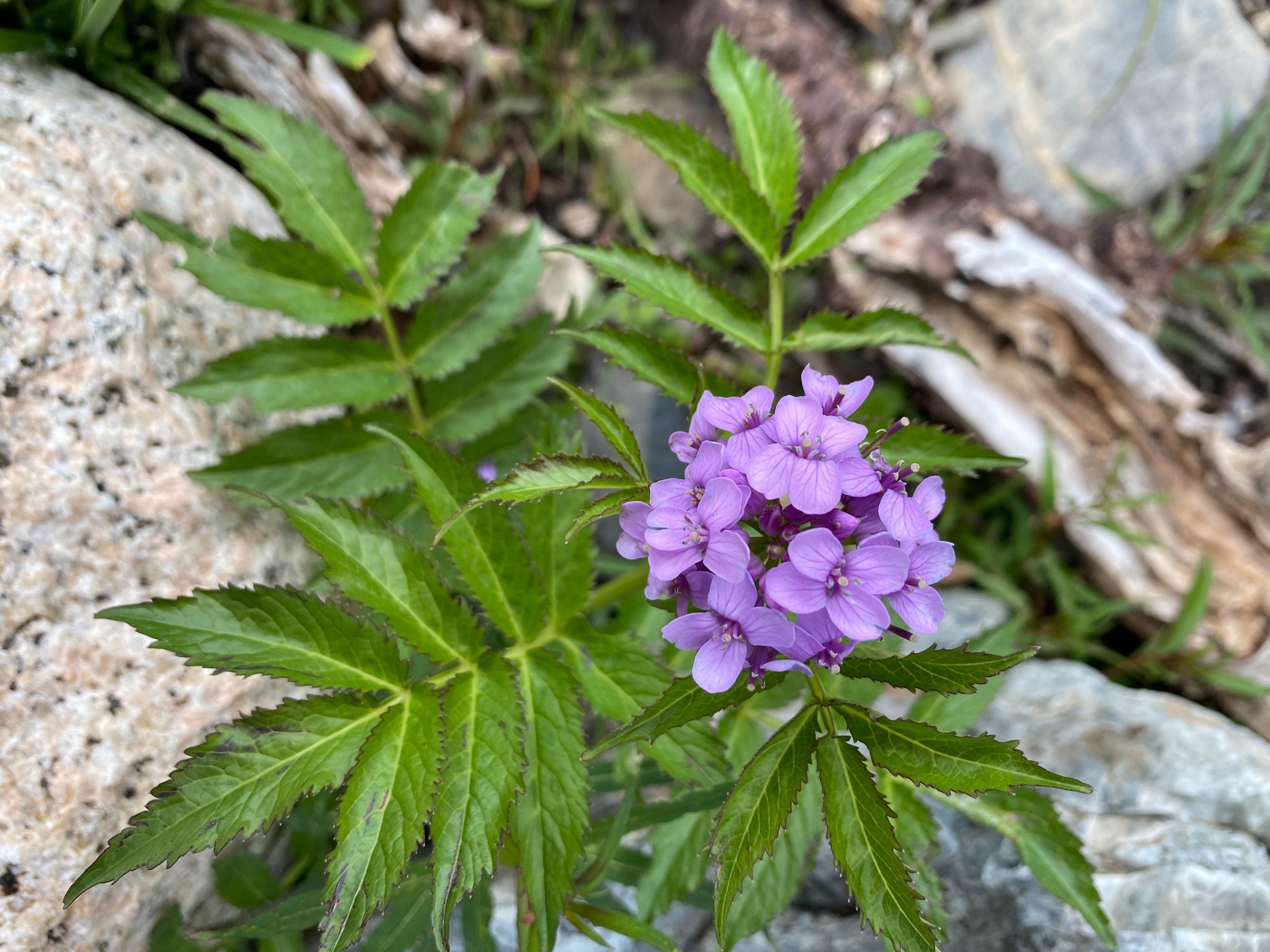 理塘格聂神山怎么走,理塘格聂神山故事