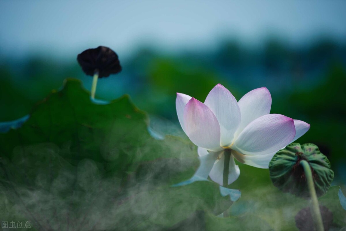荷花图片禅意荷花,清新唯美的荷花图片