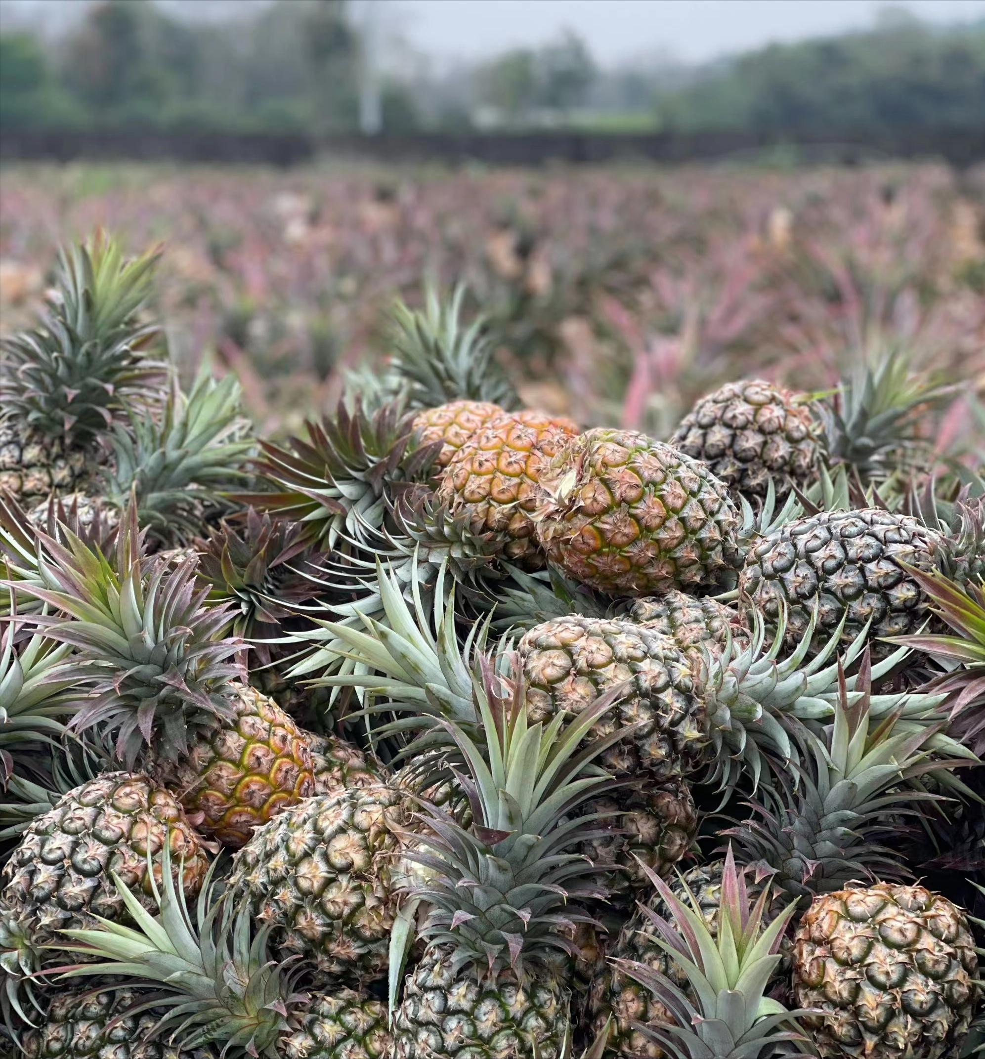 台湾水果商怒斥台当局,台湾凤梨果农斥蔡当局不要乱讲