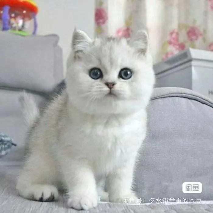 新手养猫在哪里买最合适,想养猫应该从什么渠道入手