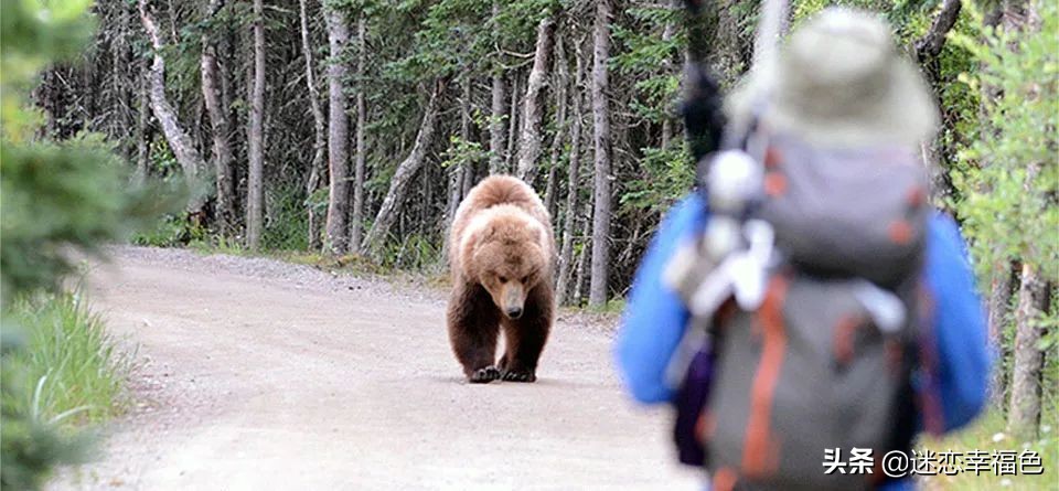 大黑熊伤人,黑熊是怎么伤人的