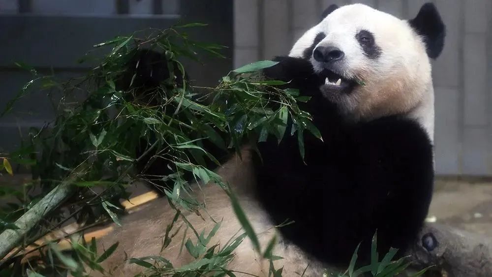 大熊猫香香回国日本民众哭着告别,大熊猫香香回国日本民众哭了