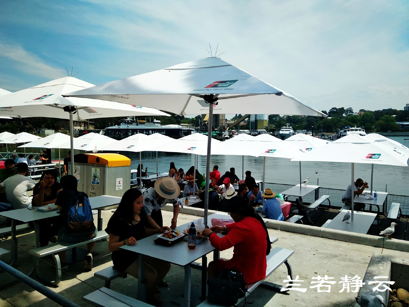 悉尼最大的海鲜鱼市场在哪里,海鲜市场澳洲龙虾