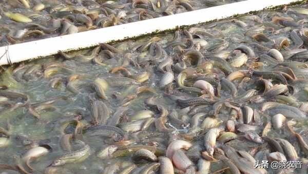 2022年泥鳅养殖前景怎么样,泥鳅养殖市场前景