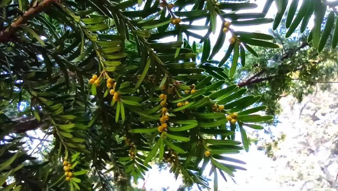 它是“绿色黄金”，更是“征服癌症的希望之树”
