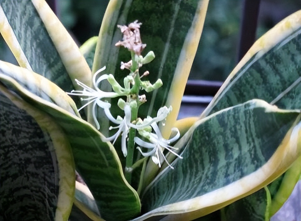 想要养好绿萝注意这几点就够了,绿萝养殖方法和注意事项和禁忌