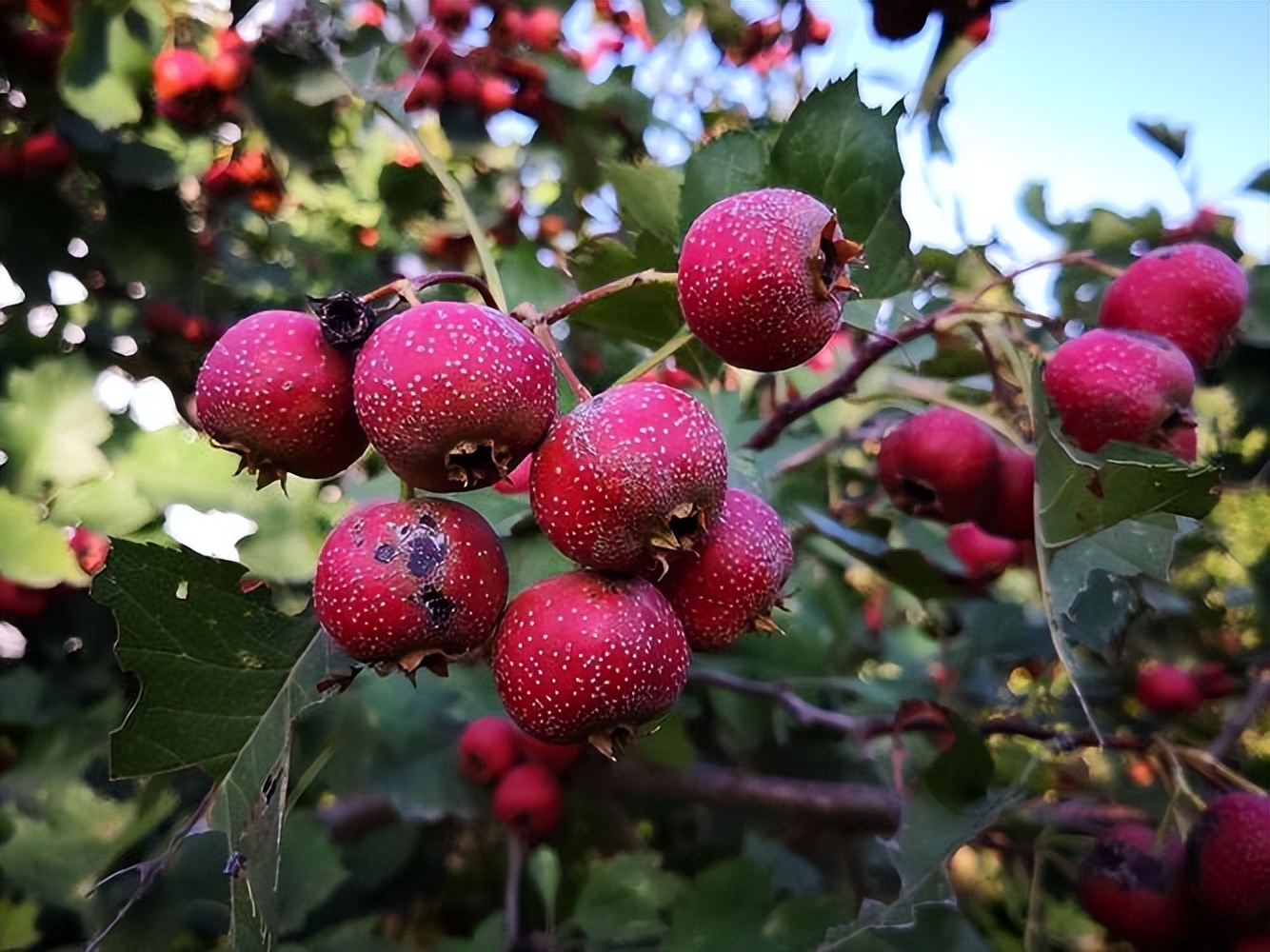 山楂树各阶段病虫害防治技术,山楂树病虫害如何防治