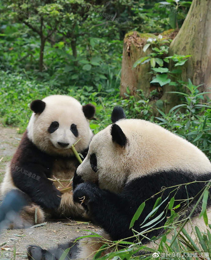 花花：接住谭爷爷给的小苹果，仿佛接住了整个世界。
