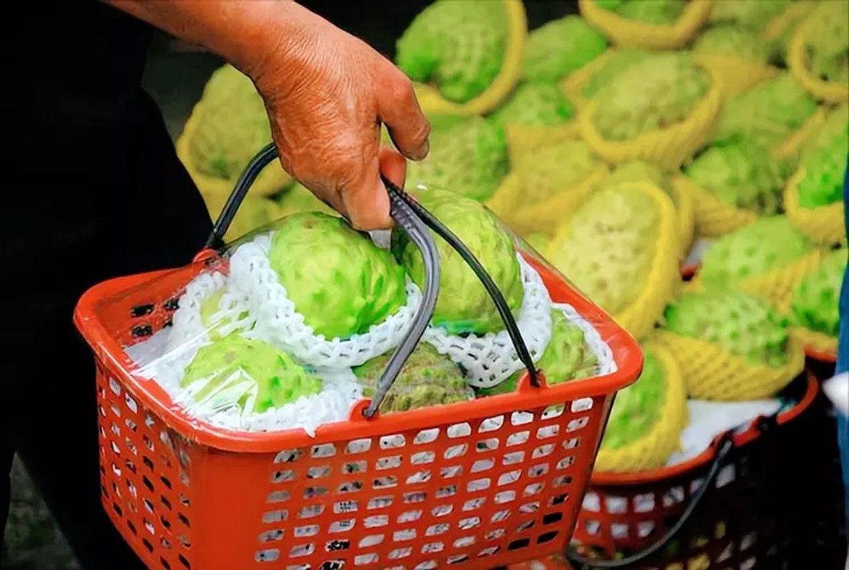 水果滞销中国解决,台湾凤梨释迦滞销原因