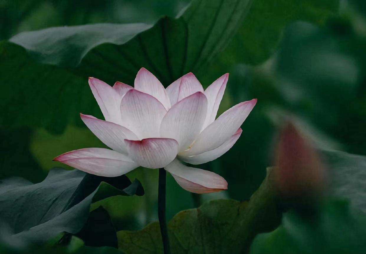 一个家庭的福气是有预兆的,一个家庭有好运