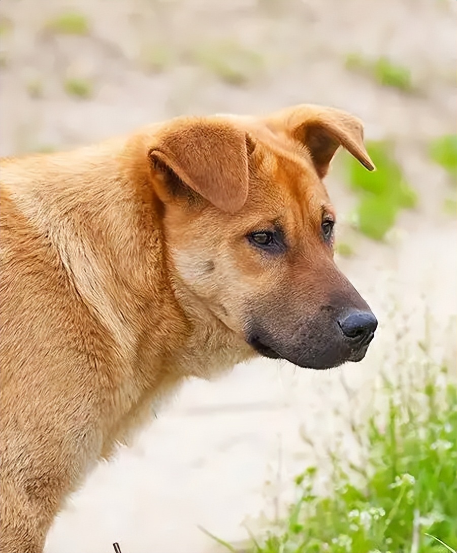 各个国家代表狗品种,各个国家的犬类动物代表