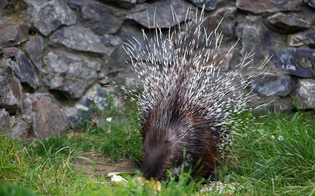 豪猪那么多刺怎么繁衍后代,豪猪身上的刺为什么不会刺伤自己