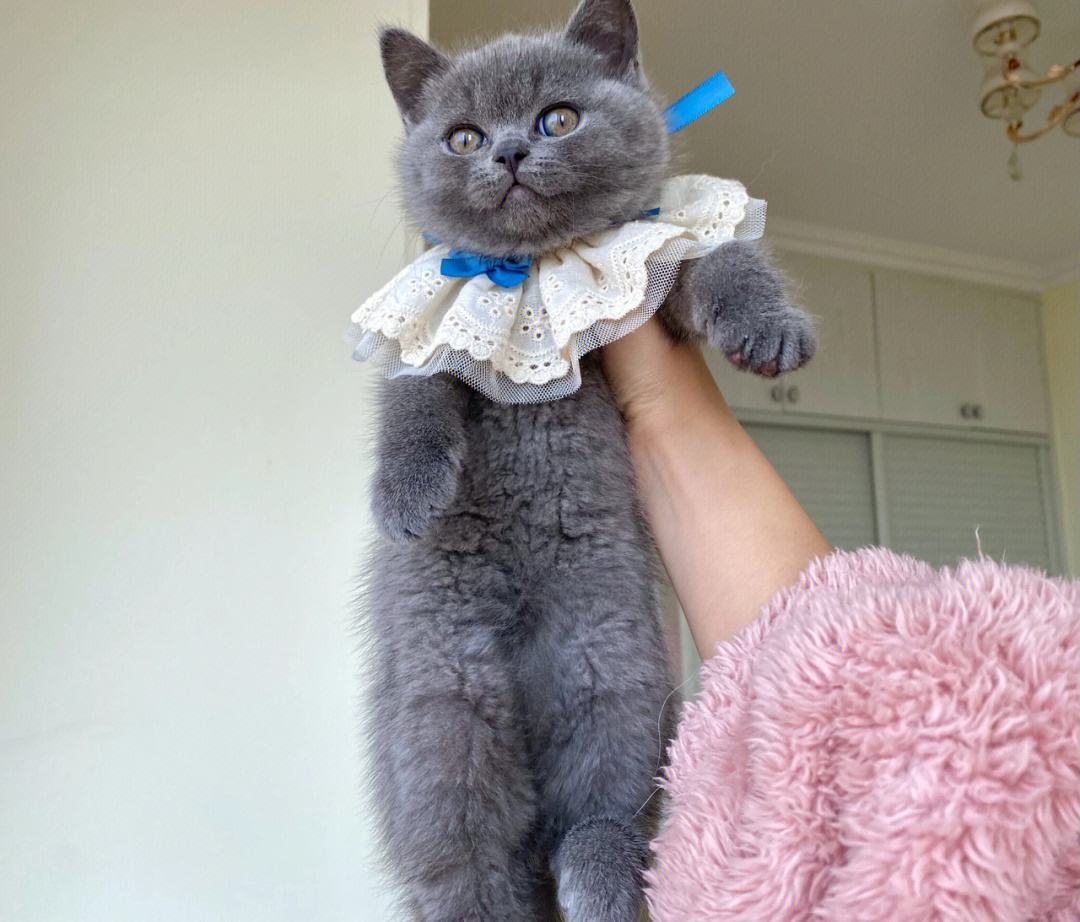 什么猫猫最好养又便宜,哪种猫猫最便宜好养