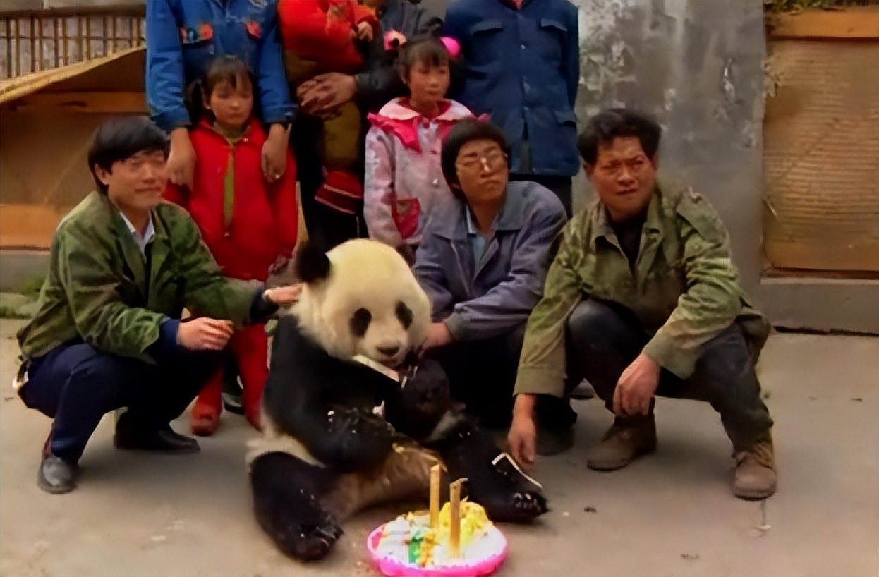 大熊猫高高成长,野生大熊猫高高学爬树