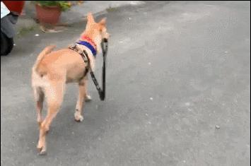 狗狗咬牵引绳行为矫正方法,为什么狗狗喜欢咬裤脚