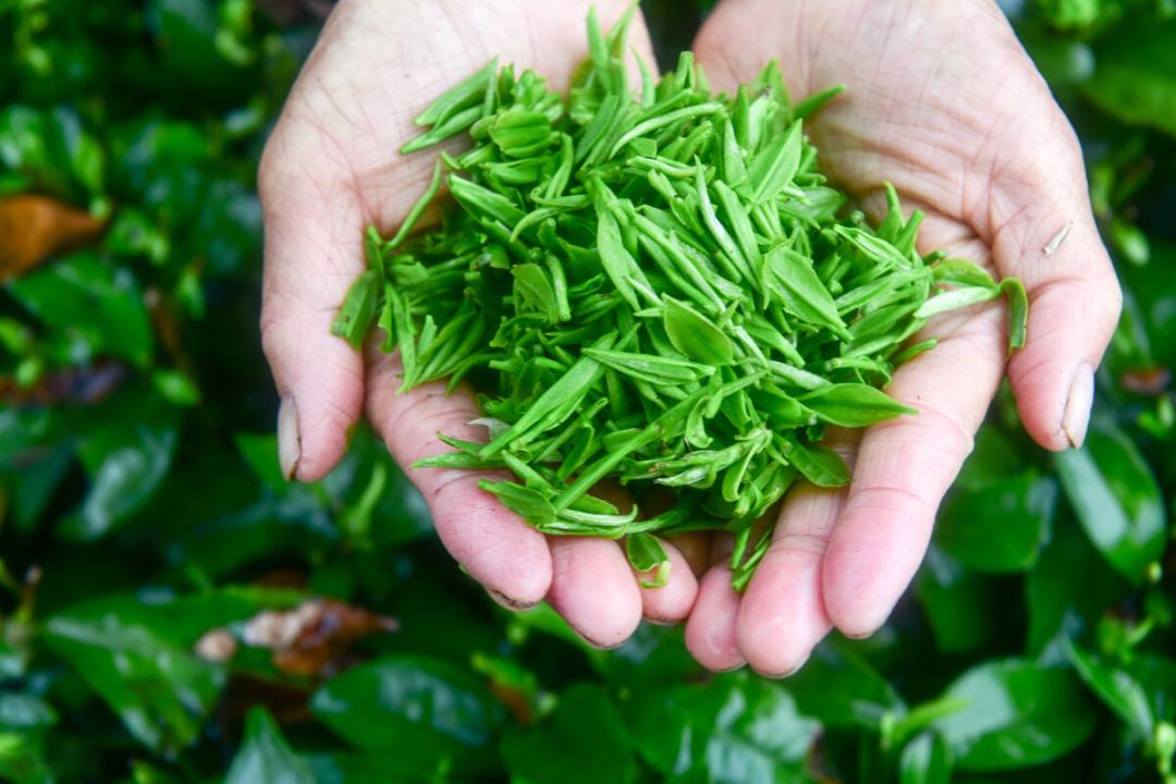 中国著名绿茶十大品种,中国著名绿茶的十大品种是什么