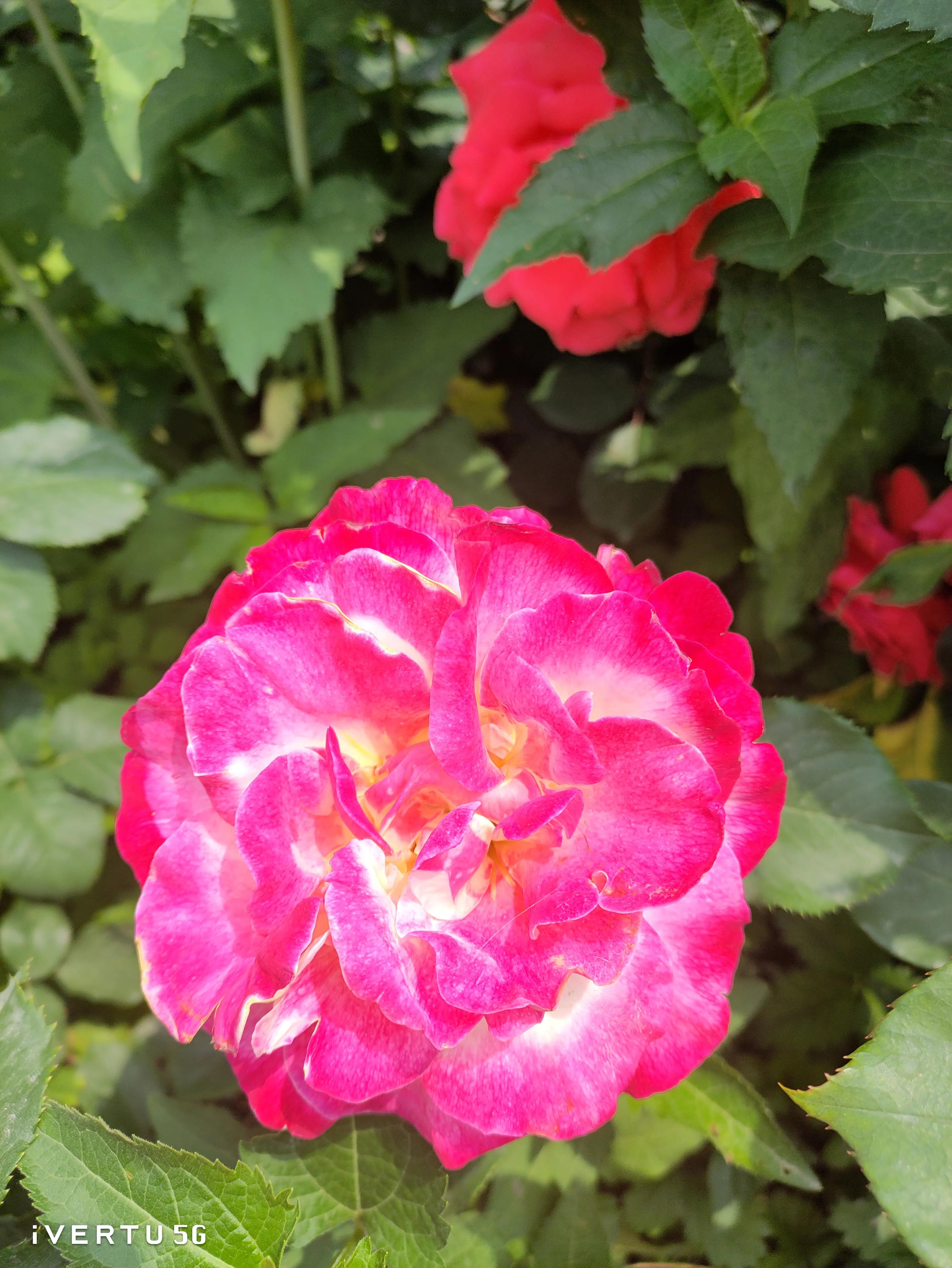 北京盆栽月季可以户外过冬吗,北京植物园市花月季