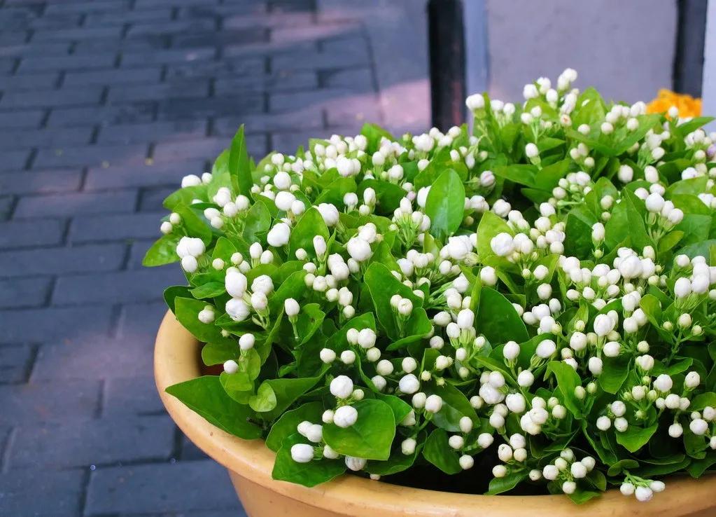 茉莉花开花时间,茉莉花开大结局
