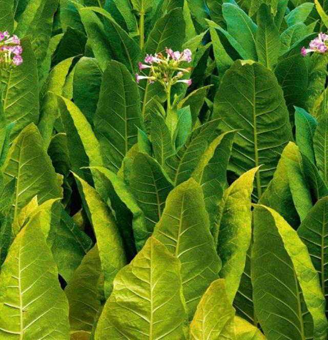 戒烟日记827,戒烟日记全文