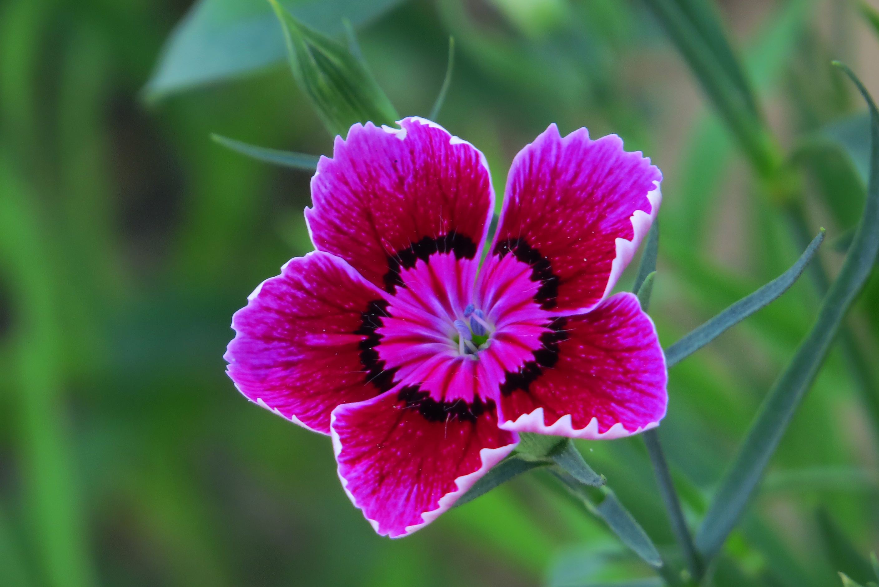 五片花瓣的小花，虽平淡无奇，但却惊艳了双眸！