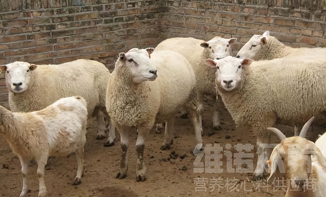 新手养羊的正确方法和注意事项,养羊新手必须了解的基本养羊常识