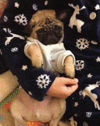 哈巴狗属于宠物狗吗为什么不叫,为什么哈巴狗越来越少