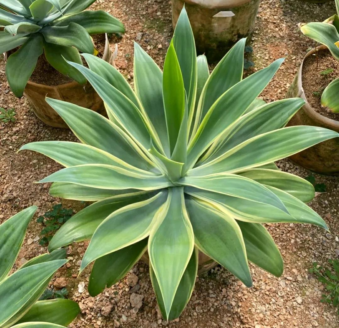 客厅养什么花最好看耐养,家庭适合养的招财旺宅的花