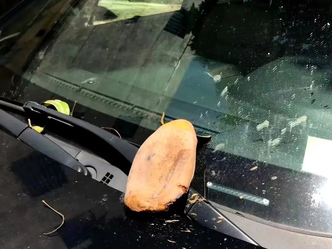 在广西，你永远不知道天上会掉下来什么