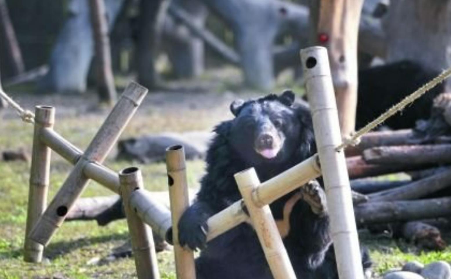 活熊采胆犯法吗,活熊取肝对熊的危害