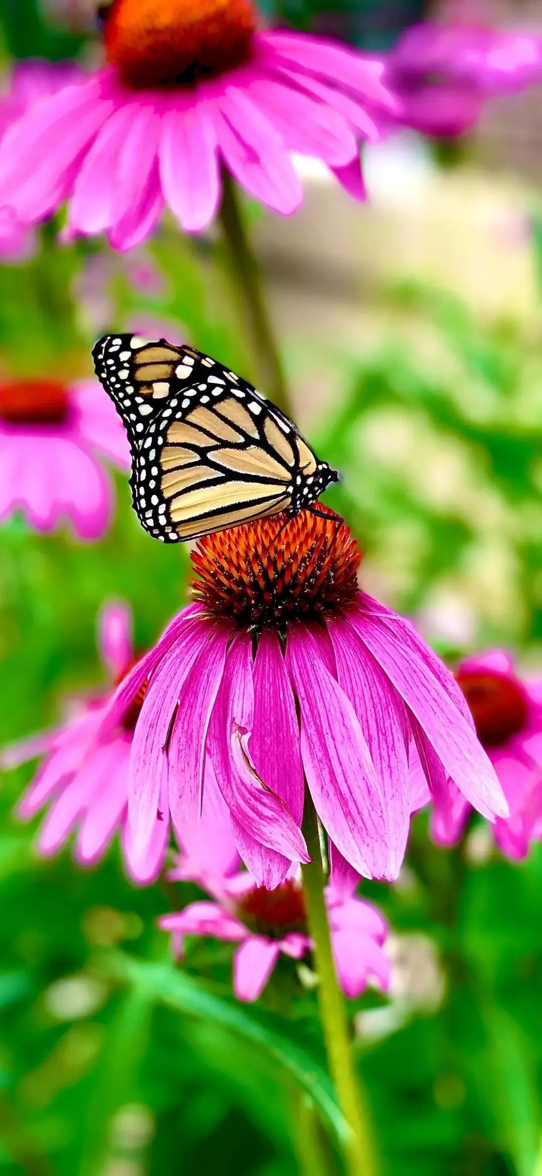 歼20高清壁纸4k全屏无水印,精选壁纸高清无水印高级感