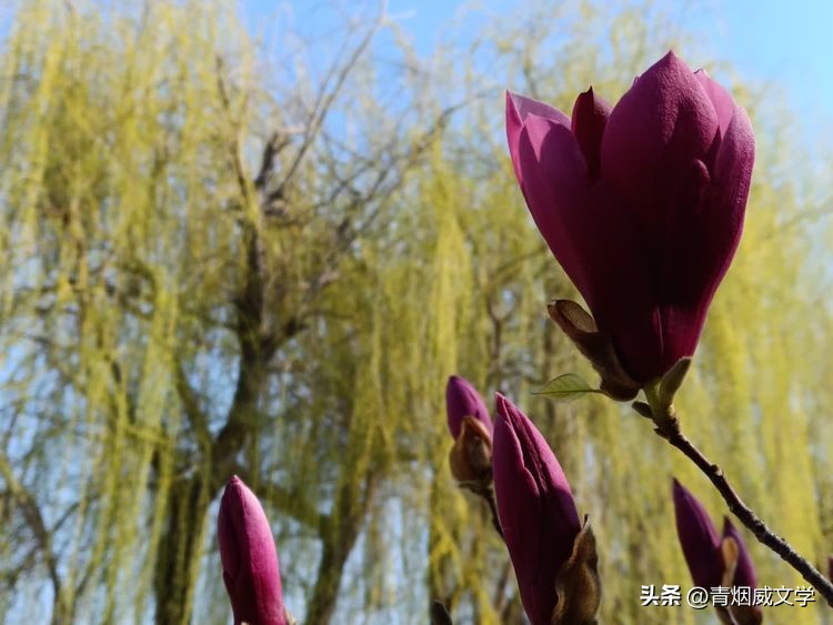 十四行诗虞美人,虞美人长恨知音少