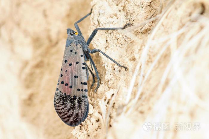 小红隼落难获救助,大妈救助一只红隼下集