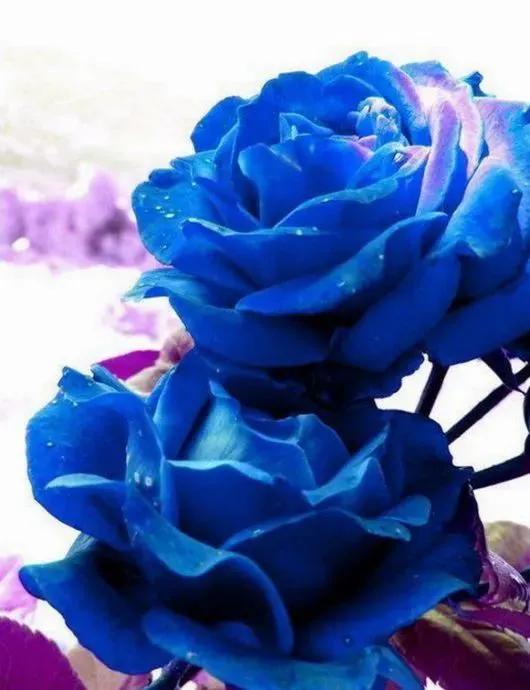 这才是最美的玫瑰花图片,最好看的紫色玫瑰花图片