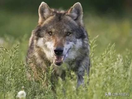 狡猾、凶猛的狼群，原来也有害怕的时候，老兵自述这样做才对