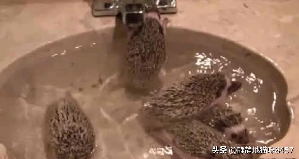 吓人！男子捉野生刺猬给孩子做宠物，给游动的黑点吓蒙