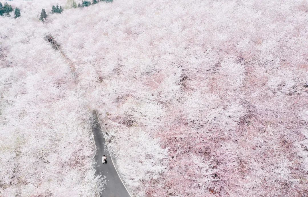 贵州安顺平坝万亩樱花园,安顺平坝樱花园面积有多少