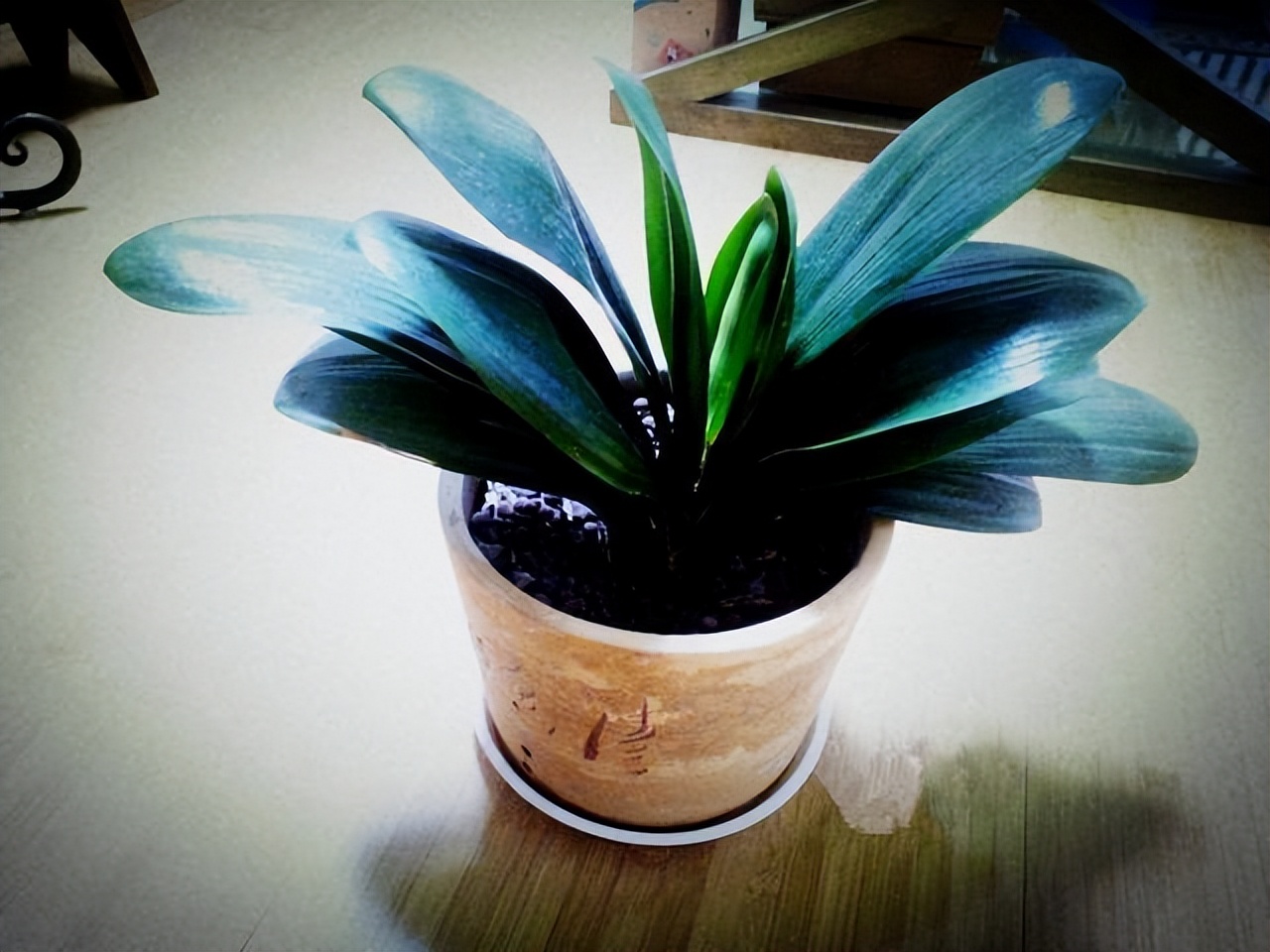 君子兰是在室外养好还是室内养好,君子兰是在室内养好还是室外养好