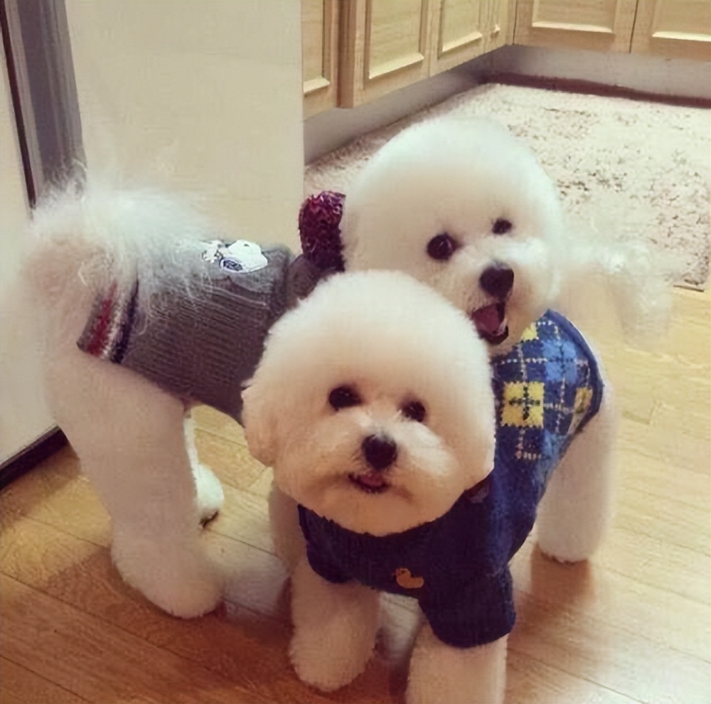 狗狗经常呕吐拉稀是胃病吗,狗狗拉肚子呕吐怎么办最有效